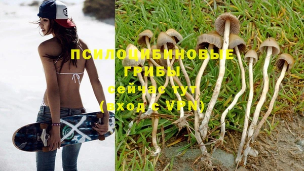 ГАЛЛЮЦИНОГЕННЫЕ ГРИБЫ Горняк